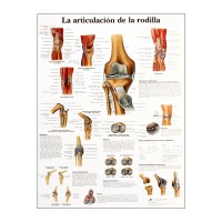 Lâmina de anatomia: Articulação do joelho